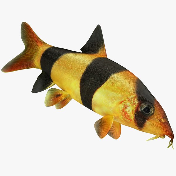 Clown Loach, Tropical Clown Loach Fish for sale, Pet Essentials Warehouse