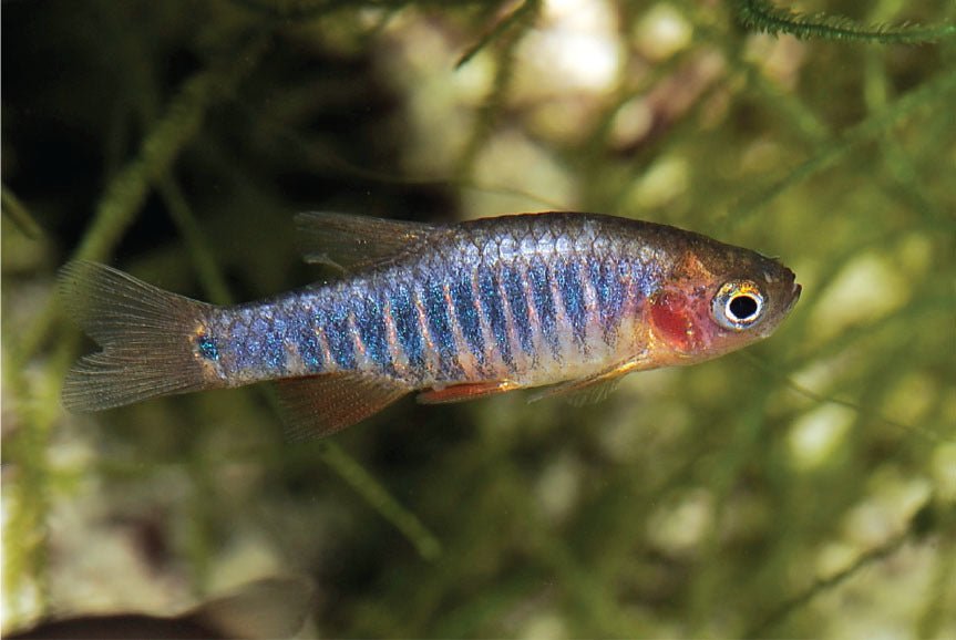 Emerald Dwarf Rasbora, tropical rasbora fish, pet essentials warehouse