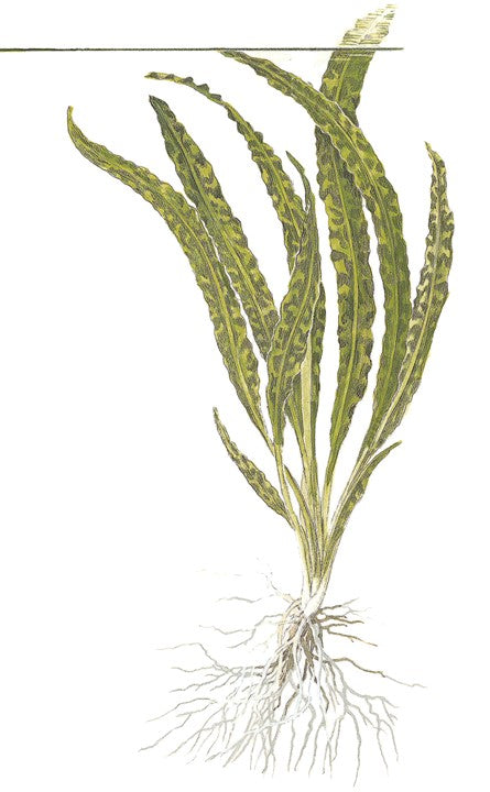 illustration of Tropica Cryptocoryne crispatula, pet essentials warehouse