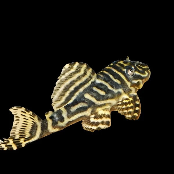 Colombian Zebra Pleco (L129), Pleco, Live Fish, Pet Essentials Warehouse