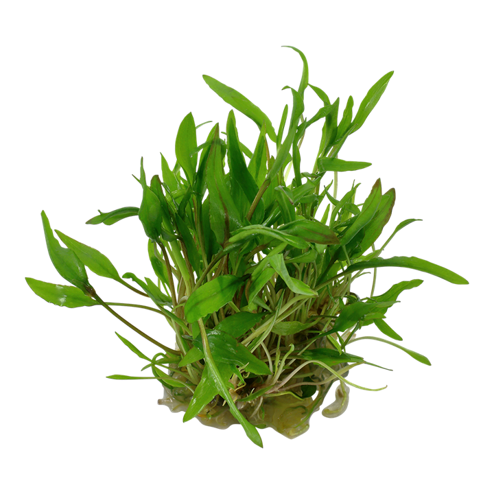 Tissue Culture Cryptocoryne Wendtii Green Live Plant, Pet Essentials Warehouse