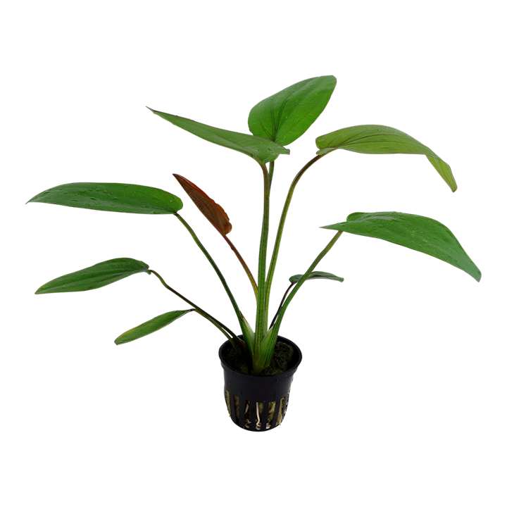 Barthii Sword Live Aquatic Plant, Live Aquatic Plants, Pet Essentials Warehouse