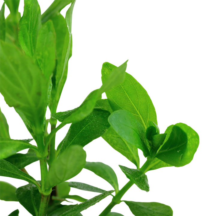 Hygrophila polysperma closeup, pet essentials warehouse