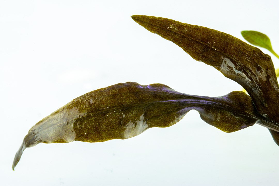 Tissue Culture Cryptocoryne wendtii 'Mi Oya', Leaf of cryp, Aquatic Live Plants, Pet Essentials Warehouse