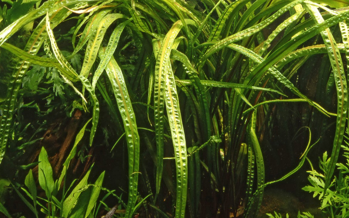 Tropica Cryptocoryne crispatula in a tank, pet essentials warehouse, tall crypt plants