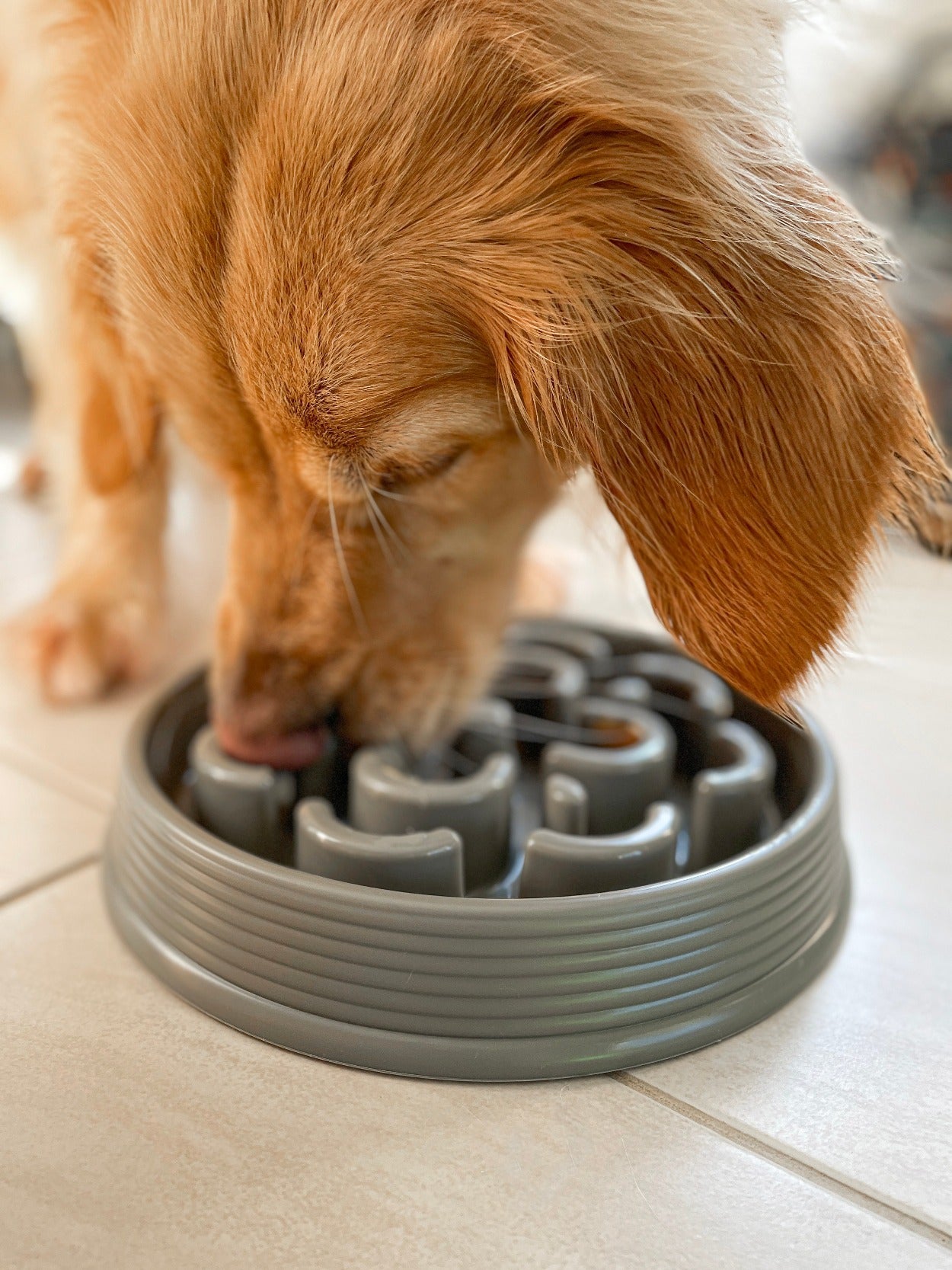 golden lab eating out of Barkley & Bella Bowl Slow Chow Feeder Melamine, pet essentials warehouse