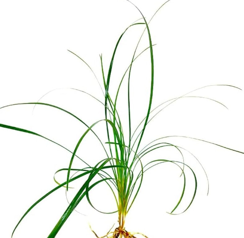 Mondo Grass Aquatic Plant, Pond grass, pet essentials warehouse, live aquarium plants