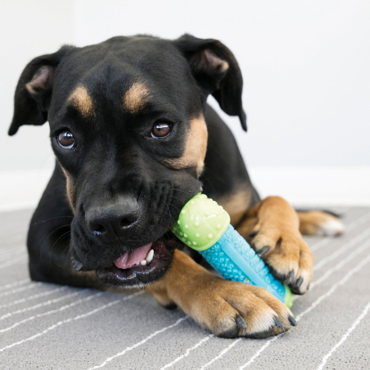 Rotwiller puppy playing with Kong Core Strength Ball, kong dog toys nz, pet essentials warehouse