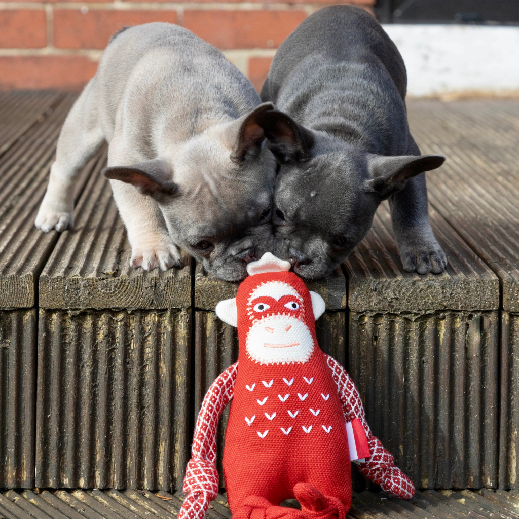 Resploot Sumatran Orangutan Dog Toy, French Bulldogs playing with resploot toys, Pet Essentials Warehouse