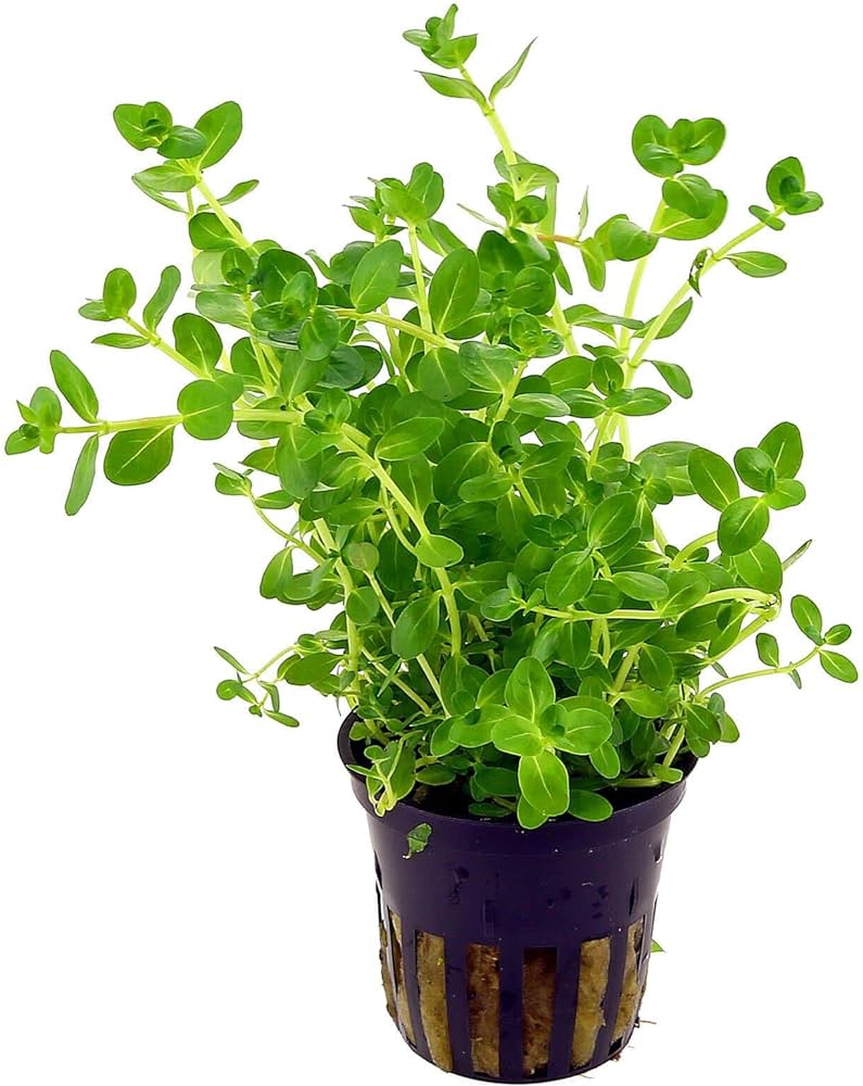 Lindernia Rotundifolia, Potted aquatic plants, pet essentials warehouse