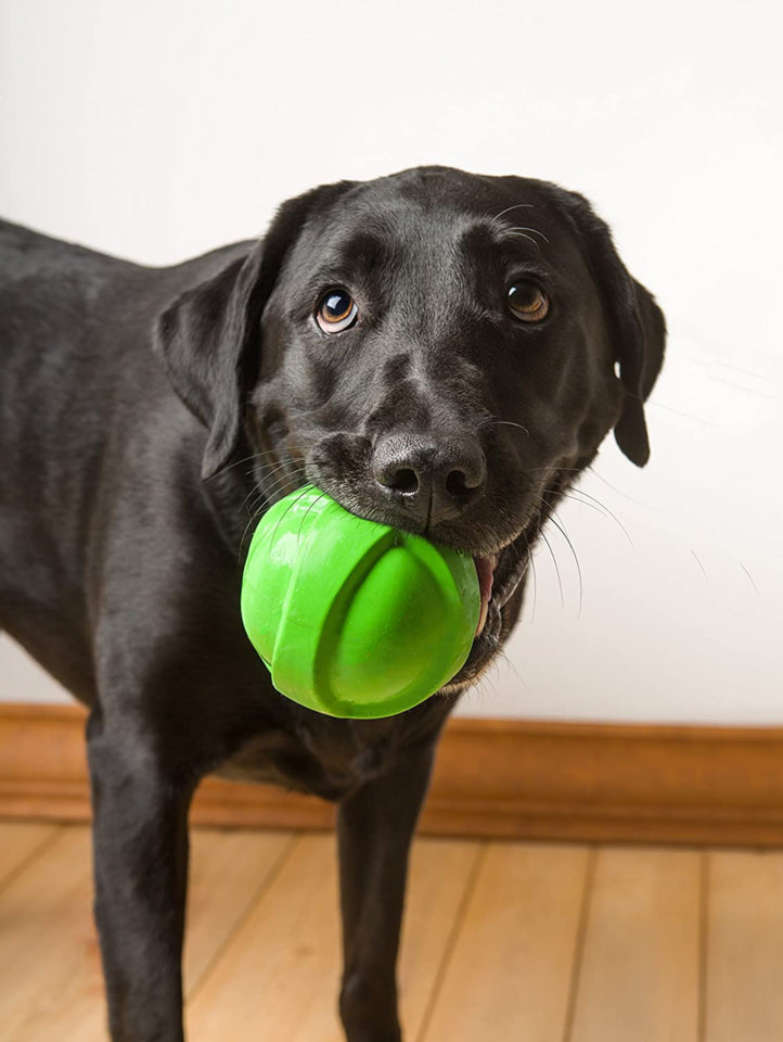 Dog playing with Hartz Dura Play Ball Dog Toy, large dog toy ball, fetch, Pet Essentials Warehouse