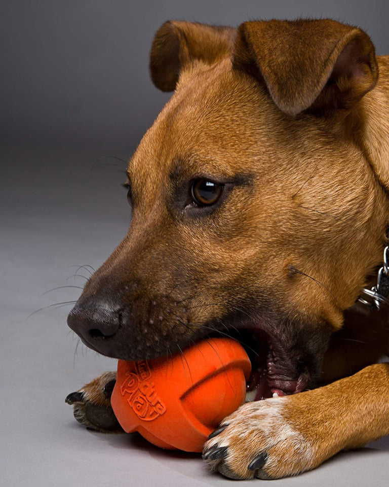 dog playing with Hartz Dura Play Ball Dog Toy, Pet Essentials Warehouse