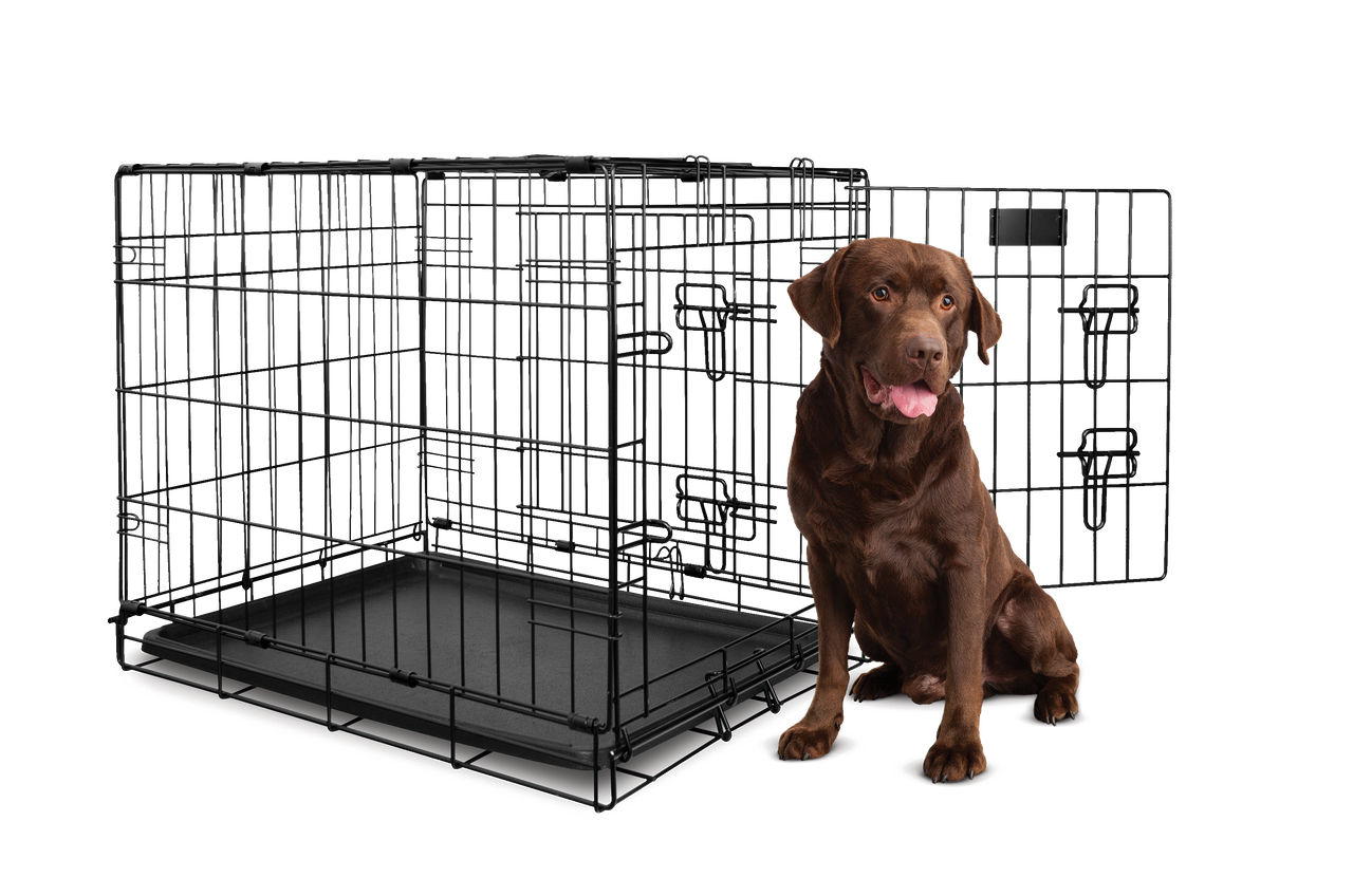 Chocolate Lab standing next to Yours Droolly Double Door XLarge Dog Crate 42 inch , Pet Essentials Warehouse, Pet City