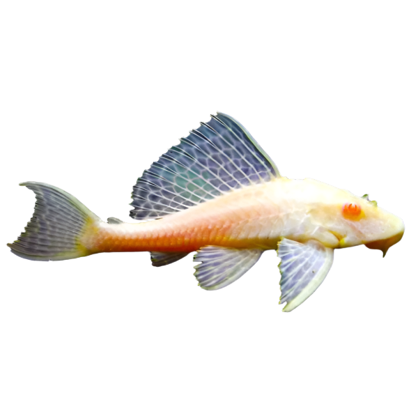 Albino Red Spot Pleco, Catfish Pleco, Pet Essentials Warehouse