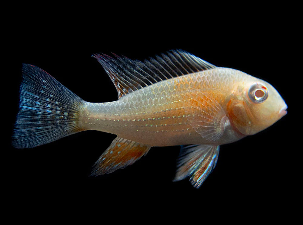 Albino Threadfin Acara small, pet essentials warehouse