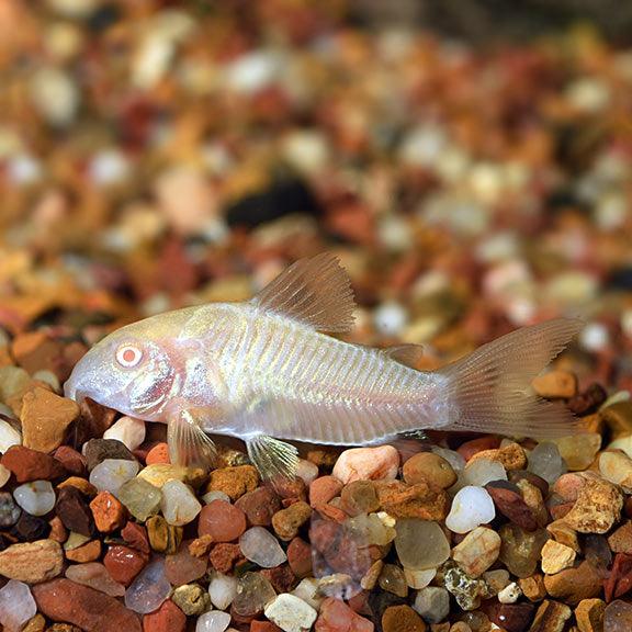 Albino Cory catfish, pet essentials warehouse, pet city