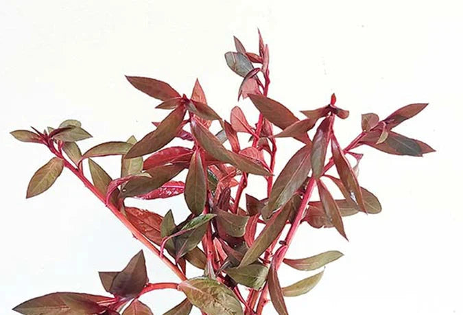 Aquatic Plant Ludwigia Red closeup, red aquarium plant, pet essentials warehouse