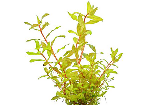 Ludwigia Arcuata Aquatic Plant emersed grown, pet essentials warehouse