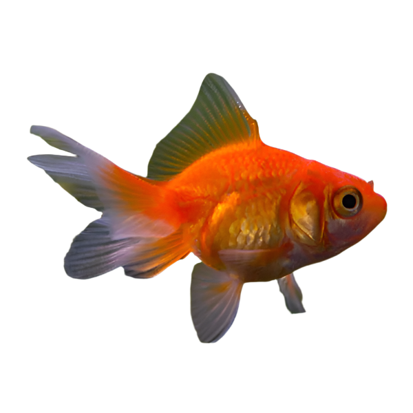 Assorted-Fantail-Goldfish, Goldfish, Cold water fish, Pet Essentials Warehouse
