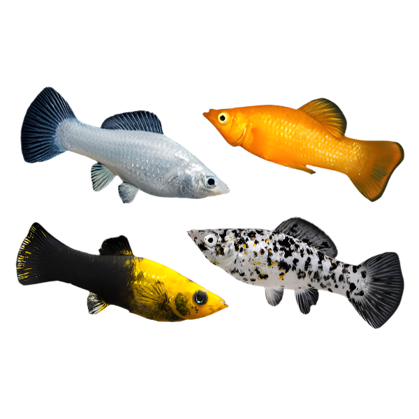 Assorted Mollys, Tropical fish, fish for tropical tanks, Pet Essentials Warehouse