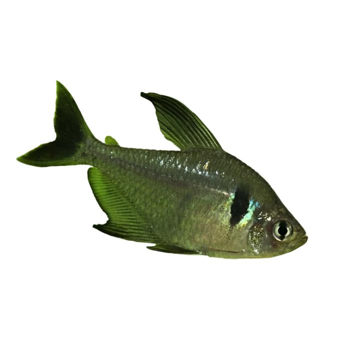 Black Phantom Tetra, Pet Essentials Warehouse