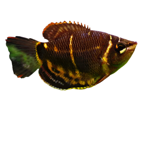 Chocolate Gourami, Pet Essentials Warehouse, Pet City