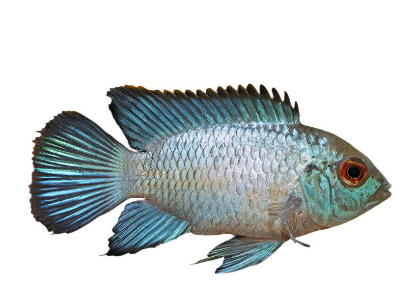 Electric Blue Acara Cichlid, Pet Essentials Warehouse, Pet City