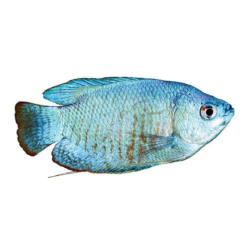 Cobalt Blue Dwarf Gourami, Powder Blue Gourami, pet essentials warehouse, pet city