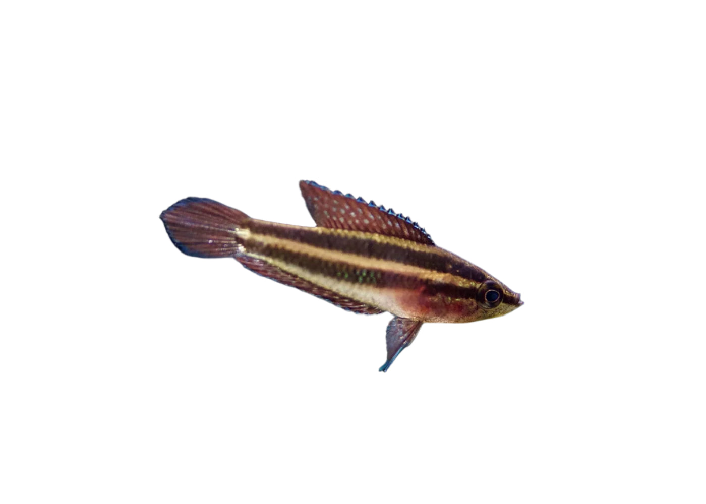 Gourami Licorice Red, Pet Essentials Warehouse, Pet City