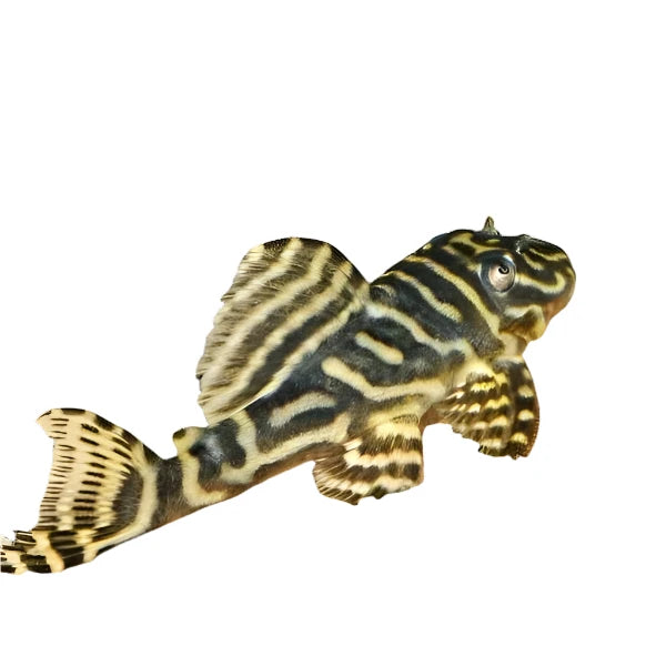 Colombian Zebra Pleco (L129), Pleco, Live Fish, Pet Essentials Warehouse