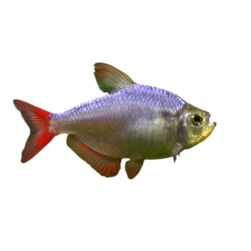 Columbian Tetra, Pet Essentials Warehouse