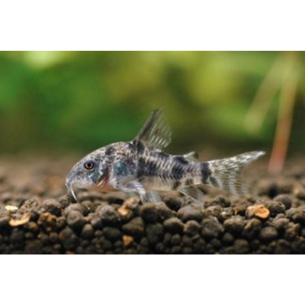 Corydoras Peppered