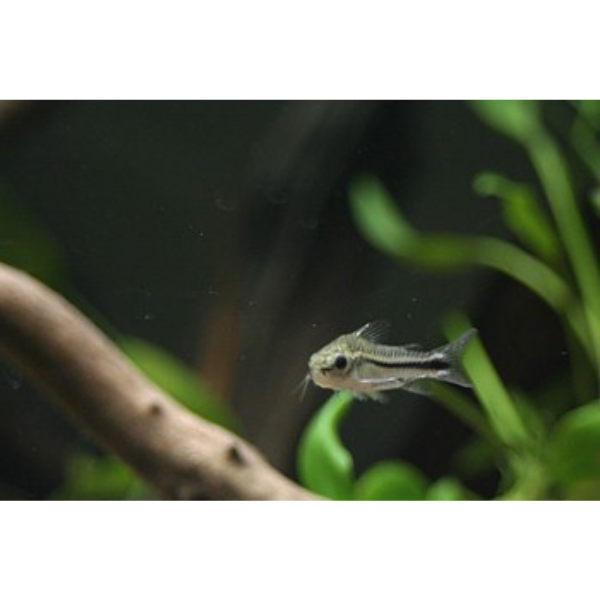 Corydoras Pygmy