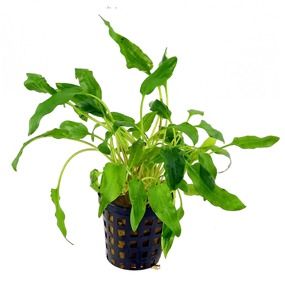 Cryptocoryne Walkeri Aquatic Plant, Crypt aquarium plants, pet essentials warehouse