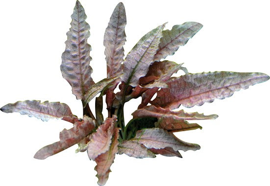 Crypt Wendtii Flamingo Aquatic Plant, tissue culture plants, pet essentials warehouse