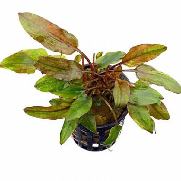 Crypt Axelrodi Live Aquatic Plant, Live Aquatic Plants, Pet Essentials Warehouse