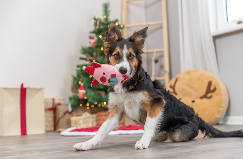 Dog playing with christmas toy, Trixie dog toys, Pet Essentials Warehouse