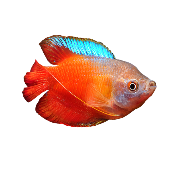 Royal Red Gourami Dwarf, Pet Essentials Warehouse, Pet City, 