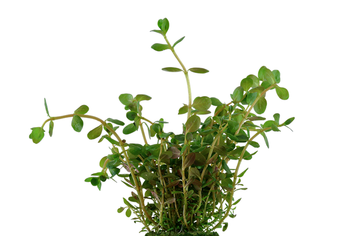 Dwarf Rotala Rotundifolia bunch, pet essentials warehouse