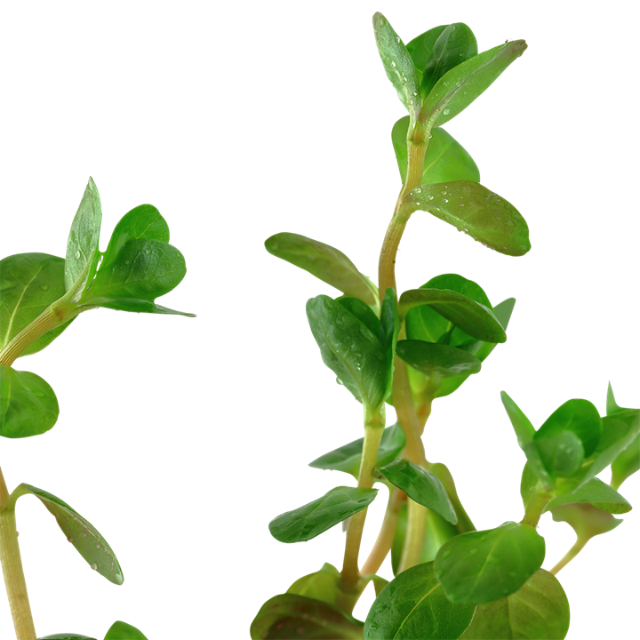 Dwarf Rotala Rotundifolia close up of leaves, pet essentials warehouse, live aquatic plants for sale