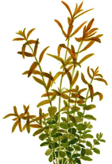 Dwarf Rotala Rotundifolia illustration, pet essentials warehouse