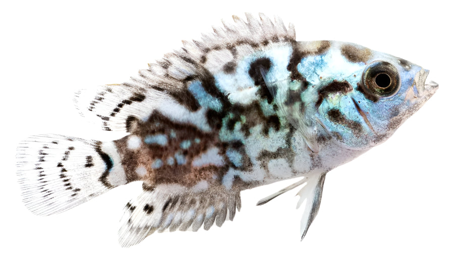  Electric Blue Jack Dempsey Cichlid juvenile, pet essentials warehouse, pet city