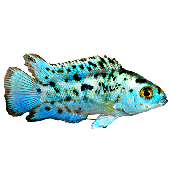 adult  Electric Blue Jack Dempsey Cichlid, pet essentials warehouse, pet city