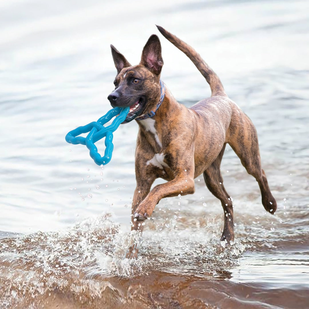 dog playing in water with Kong Flyangle Fetch Dog Toy, Pet Essentials Warehouse