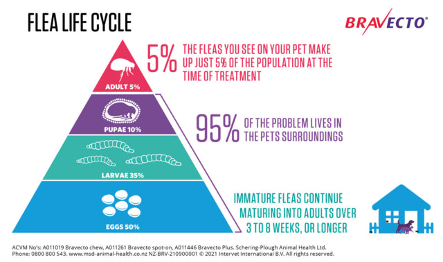 Bravecto Chewable Tablet Flea & Tick Treatment For XL Dogs, Life cycle, Pet Essentials Warehouse