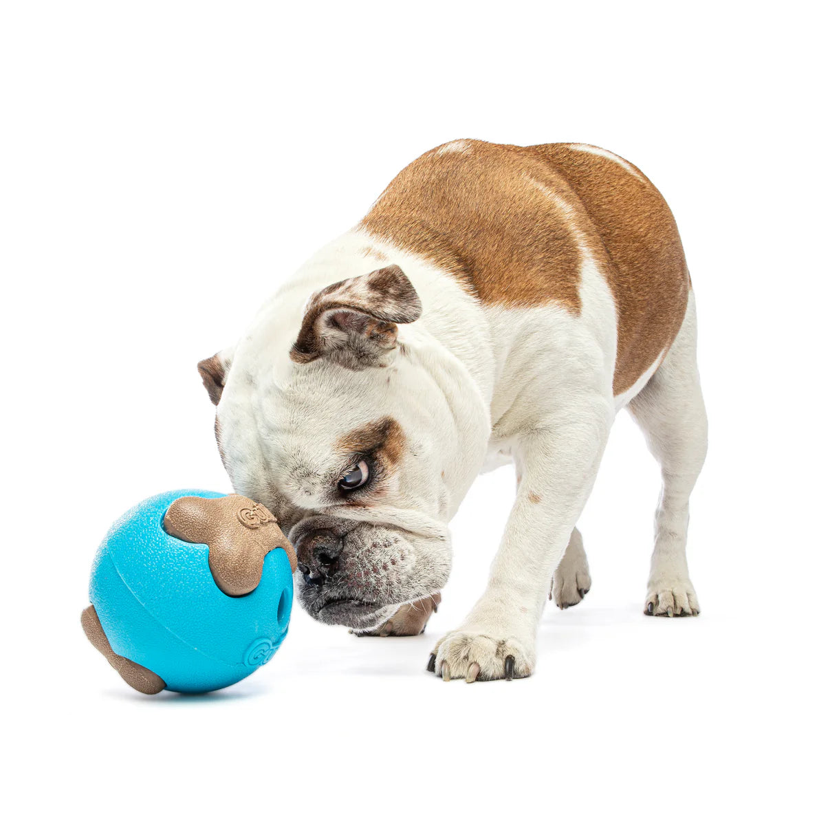 Guru Busy Ball Dog Toy