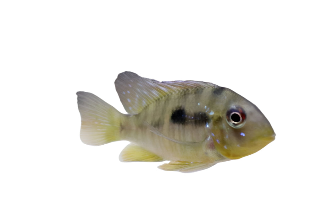 Geophagus Balzanii Earth Eater, Pet Essentials Warehouse, Pet City