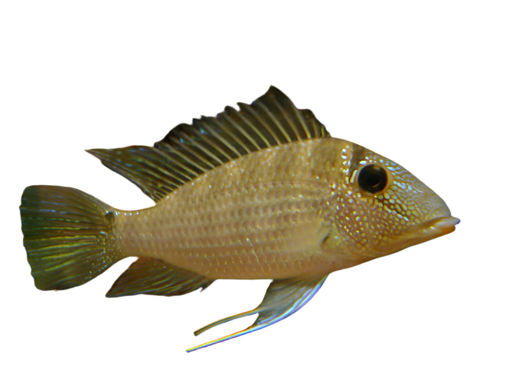 Geophagus Eartheater White Spot Satanoperca Leucosticta, Pet City, Pet Essentials Warehouse