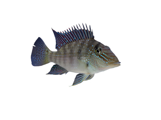 Geophagus Eartheater White Spot Satanoperca Leucosticta adult, pet essentials warehouse, pet city