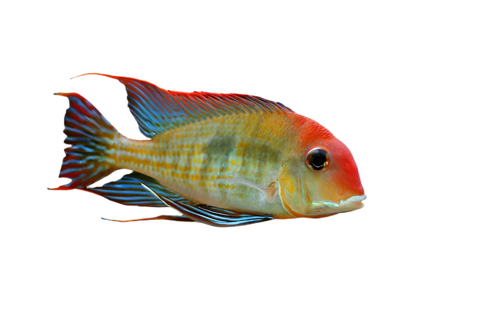 Geophagus Red Head Tapajos, Pet Essentials Warehouse, Pet City